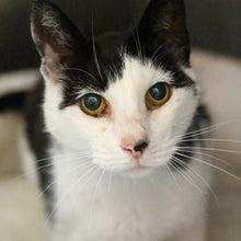 Load image into Gallery viewer, Healthy Feline Package