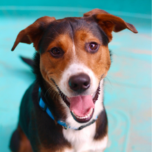 Load image into Gallery viewer, A New Beginning