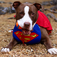 Load image into Gallery viewer, Dog Playtime