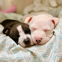 Load image into Gallery viewer, Foster Care Success Package