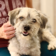 Load image into Gallery viewer, A Match Made at PAWS