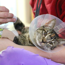 Load image into Gallery viewer, Advanced Veterinary Care