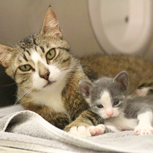 Load image into Gallery viewer, Mama Cat Care Package