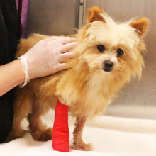 Load image into Gallery viewer, Advanced Veterinary Care