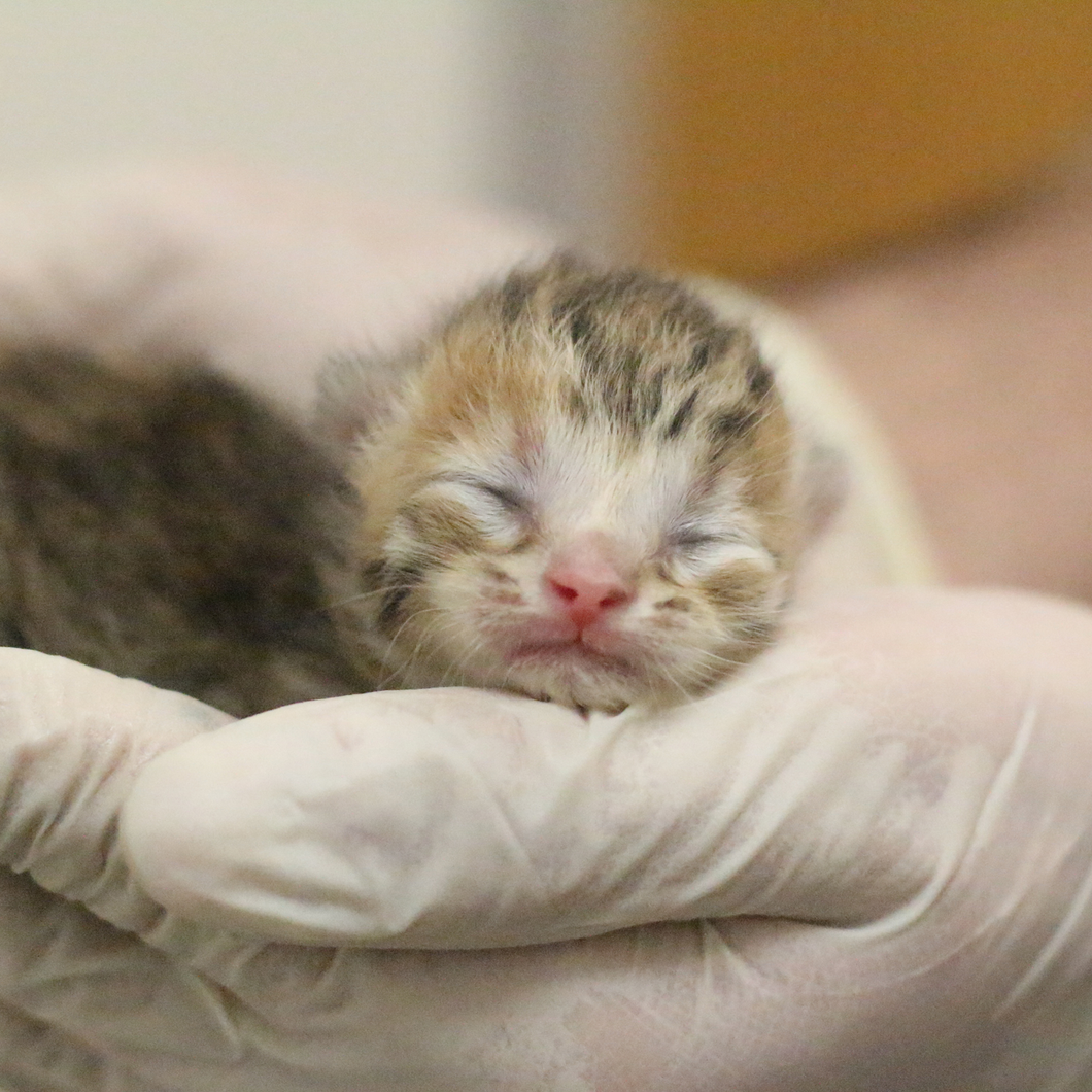 Newborn Kitten Kit